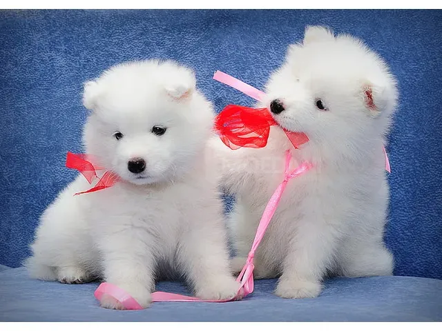Very cute Samoyed puppies Tbilisi - photo 1