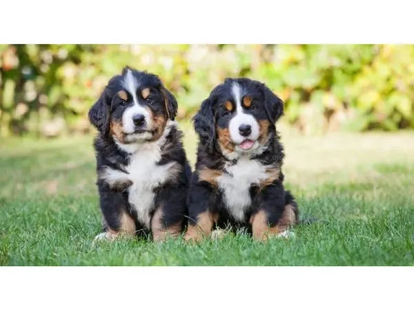 Bernese Mountain Dog puppies are registered. Tbilisi - photo 1