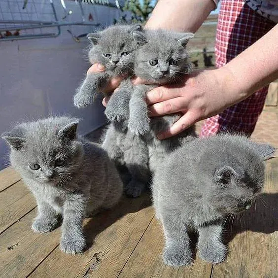 Продаются британские короткошерстные котята породы BHK. Тбилиси - изображение 1