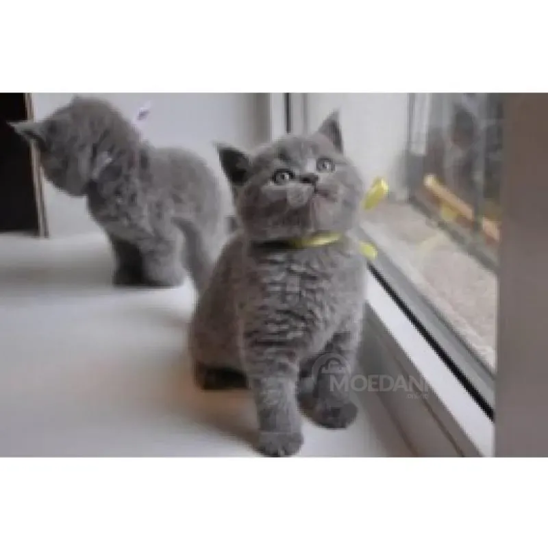 русские голубые кошки Тбилиси - изображение 1