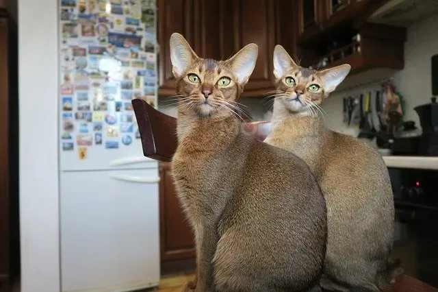 Абиссинские кошки готовы к переезду Тбилиси - изображение 1