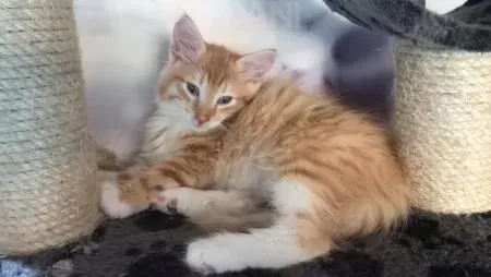 Котята лесной кошки, 11 weeks Tbilisi - photo 1