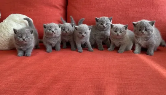 Британские короткошерстные котята продаются с родословной. თბილისი