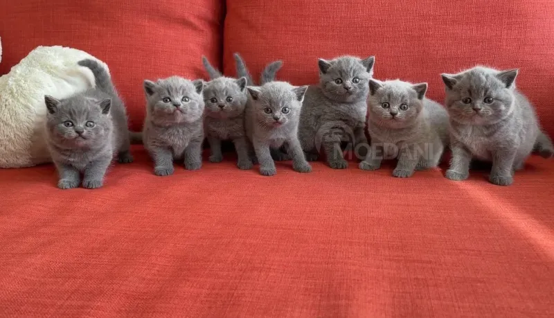 Британские короткошерстные кошки продаются с родословной. Тбилиси - изображение 1