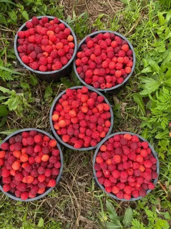 Delicious raspberry seedlings Tbilisi