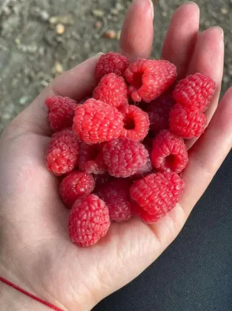 Delicious raspberry seedlings Tbilisi