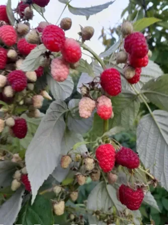 Delicious raspberry seedlings Tbilisi