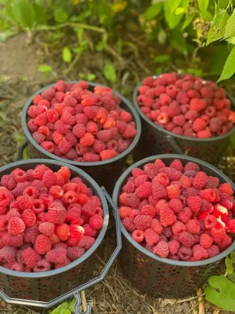 Delicious raspberry seedlings Tbilisi