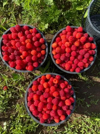 Delicious raspberry seedlings Tbilisi