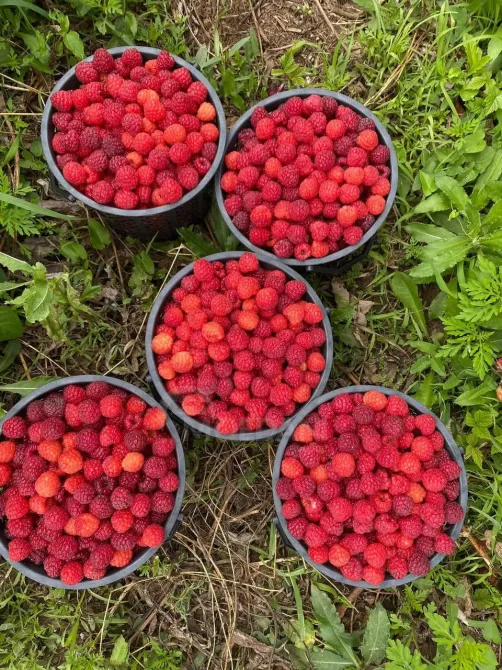 Вкусные саженцы малины Тбилиси - изображение 4