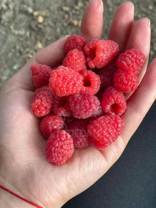 Вкусные саженцы малины Тбилиси - изображение 1