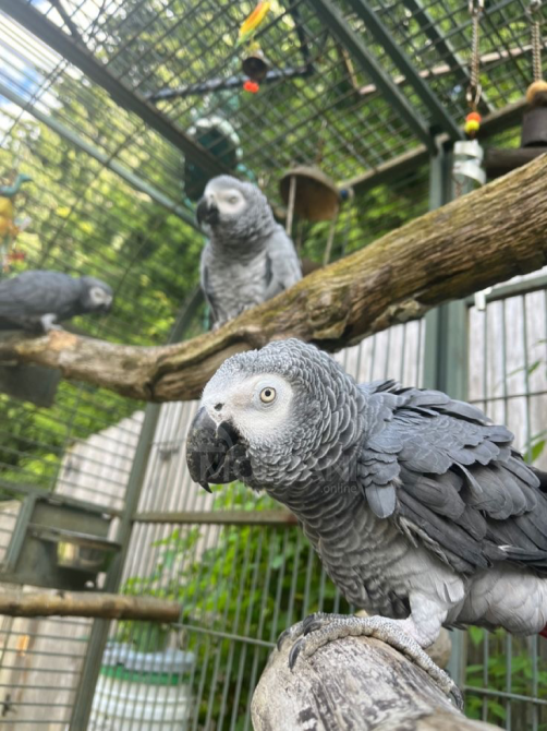 Talking African Gray Parrots For Salr Tbilisi - photo 1