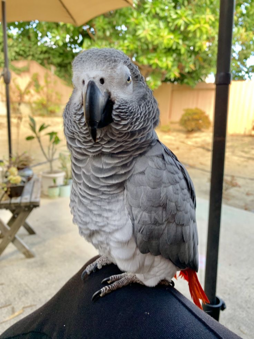 Talking African Gray Parrots For Salr Tbilisi - photo 2