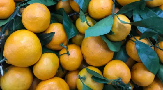 мандарин Рустави