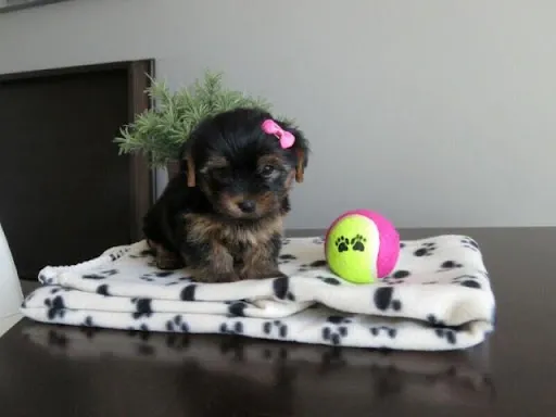 Იყიდება სუფთა ჯიშის იორკშირული ლეკვი. Tbilisi