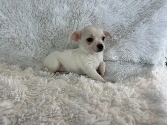 Ძალიან ცელქი ჩიხუახუას ლეკვები ხელმისაწვდომია კარგ ოჯახში აყვანისთვის. Tbilisi