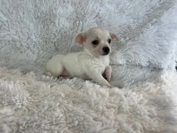 Ძალიან ცელქი ჩიხუახუას ლეკვები ხელმისაწვდომია კარგ ოჯახში აყვანისთვის. Тбилиси - изображение 1