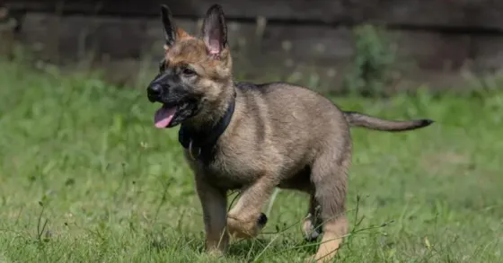 Ძალიან ჭკვიანი გერმანული ნაგაზის ლეკვები, რომლებიც ხელმისაწვდომია კარგ ოჯახში აყვანისთვის. Tbilisi