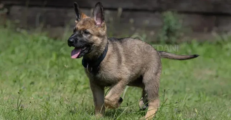 Ძალიან ჭკვიანი გერმანული ნაგაზის ლეკვები, რომლებიც ხელმისაწვდომია კარგ ოჯახში აყვანისთვის. Tbilisi - photo 1