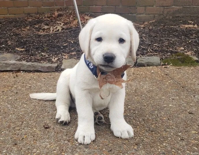 Კარგად მოთვინიერებული ლაბრადორის ლეკვები, რომლებიც კარგ ოჯახში აყვანილები არიან. ეს ლეკვი ძალიან ჭკვ Tbilisi - photo 1