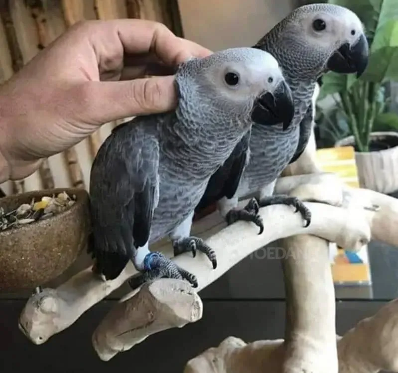 Კარგად გაწვრთნილი აფრიკული ნაცრისფერი თუთიყუშები ხელმისაწვდომია კარგ ოჯახში აყვანისთვის. Тбилиси - изображение 1