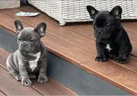 Იყიდება ფრანგული ბულდოგის ლეკვები. თბილისი - photo 1