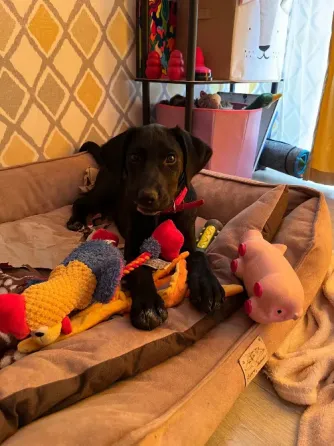 Labrador mix in caring hands Tbilisi