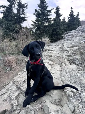 Labrador mix in caring hands Tbilisi