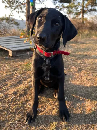 Labrador mix in caring hands Tbilisi