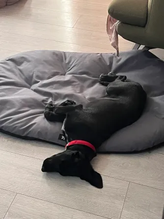 Labrador mix in caring hands Tbilisi