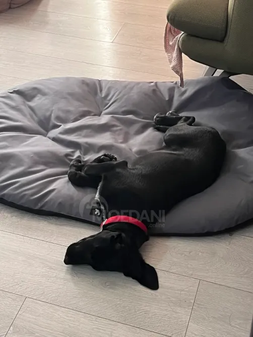 ლაბრადორის ნაჯვარი მზრუნველ ხელში თბილისი - photo 3