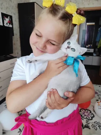 British short hair kitten for sale Tbilisi