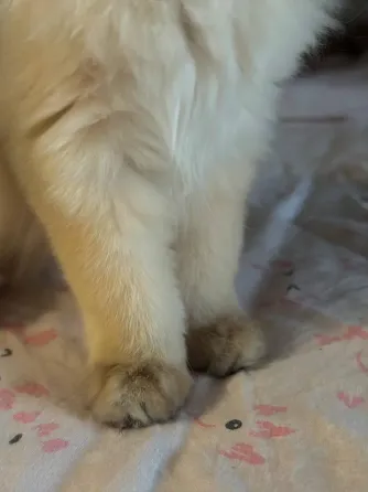 British short hair kitten for sale Tbilisi