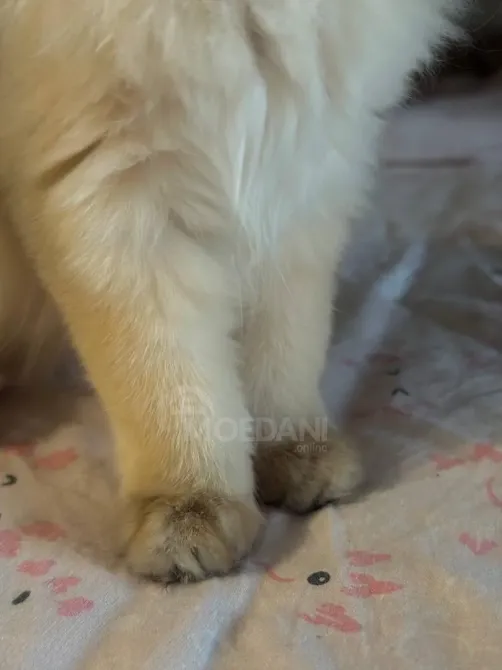 იყიდება ბრიტანული მოკლებეწვიანი კნუტი თბილისი - photo 2