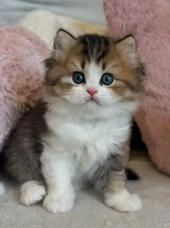 Adorable British short hair kitten for sale Tbilisi