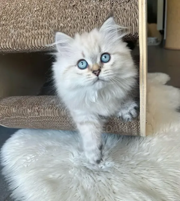 Adorable British short hair kitten for sale Tbilisi - photo 2