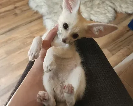Fennec fox available for sale Tbilisi