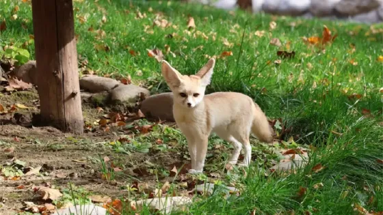 Fennec fox available for sale Tbilisi