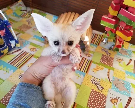 Fennec fox available for sale Tbilisi
