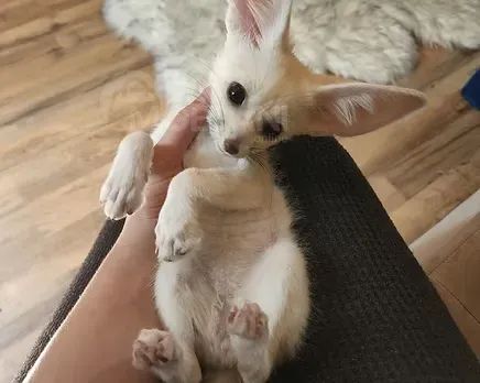 Фенек доступен для продажи Тбилиси - изображение 2