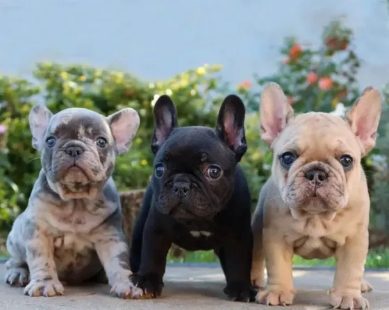 French bulldog puppies for sale. Tbilisi