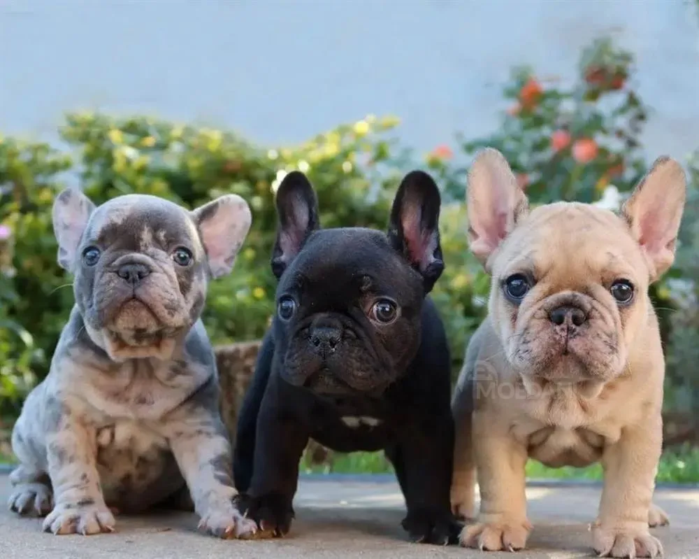 French bulldog puppies for sale. Tbilisi - photo 1