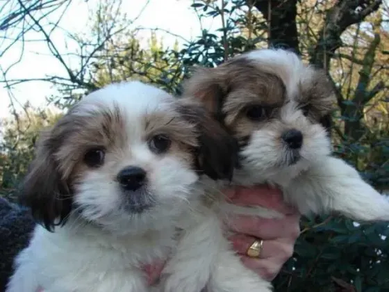 Beautiful puppies Tbilisi