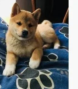 Shiba Inu puppies Tbilisi