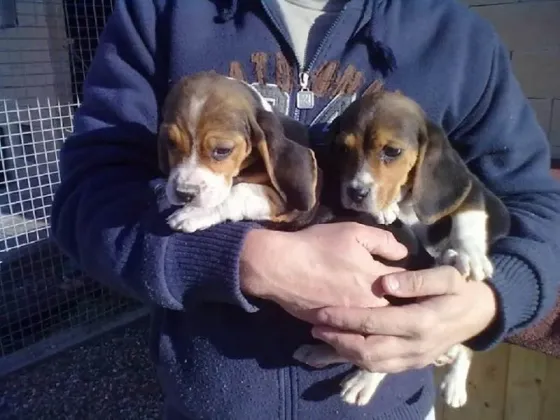 Beagle puppies, domesticated in society Tbilisi