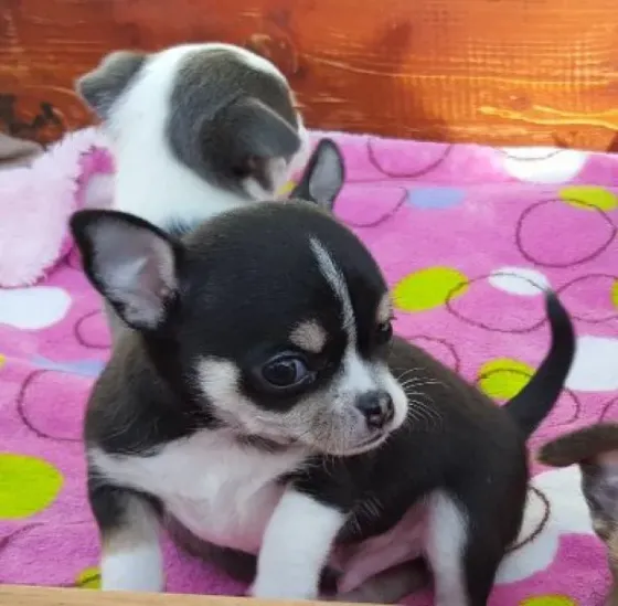 Chihuahua puppies are very affectionate. Tbilisi