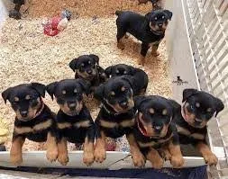 Rottweiler puppies with pedigree Tbilisi