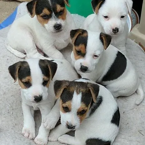 Jack Russell Terrier puppies Tbilisi