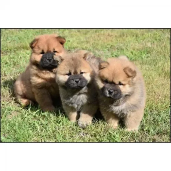 Chow Chow puppies Tbilisi