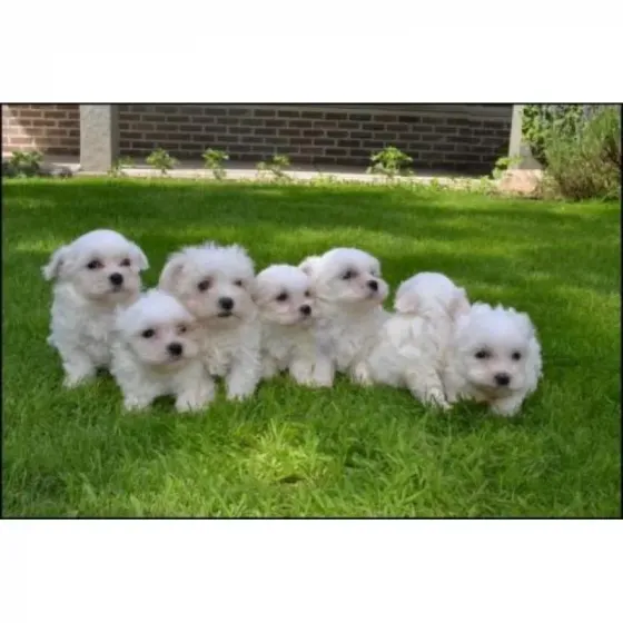 Maltese puppies born here are beautiful, small and durable. Tbilisi